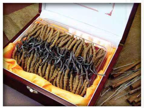 台州冬虫夏草回收